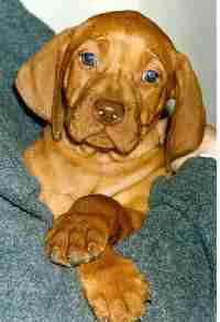 Lynette Sheppard's Puppy