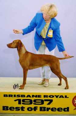 Aust Ch Agasvari Perfect Jazz