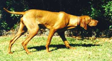 Agasvari Royal Diamond