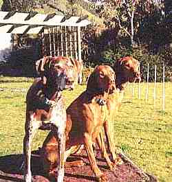 Kura, Ochre & Shiloh