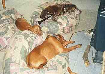 Kura, Ochre & Shiloh in front of teh fire