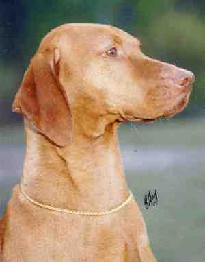 Agasvari Perfect Jazz