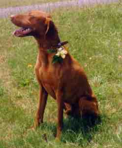 Huberus Quest for Star