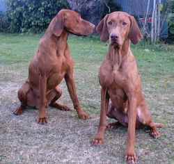 Quest and Kami