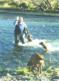 Jenny and her Vizslas cross yet another river.