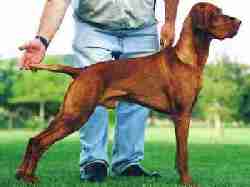 Vizsla with fully dockedtail